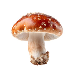A detailed isolated studio photograph of a speckled brown mushroom with white gills and stem against a clean white background