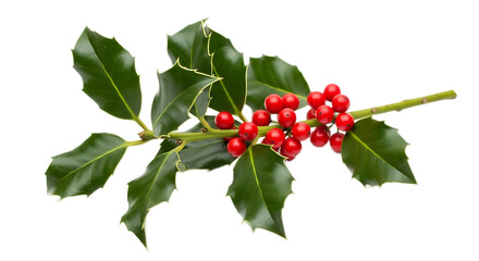 A sprig of holly with green leaves and bright red berries isolated on a transparent background