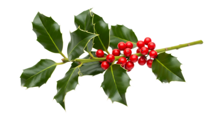 A sprig of holly with green leaves and bright red berries isolated on a transparent background
