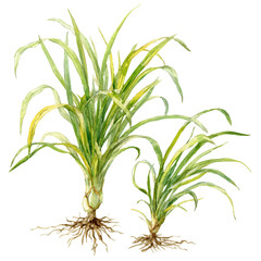 Lemongrass, watercolor painting, vector illustration, isolated on a white background.