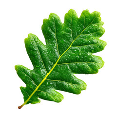 A single green oak leaf with water droplets isolated on a white background