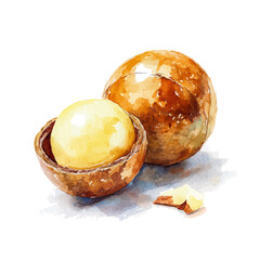 Macadamia in watercolor style, vector illustration, isolated on white background.