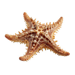 Starfish with long spiny arms png marine png ocean png sea png wildlife png animal png underwater png nature png texture png transparent background image