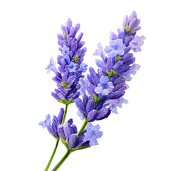 Obraz premium A watercolor painting of Lavender Flower, vector illustration on white background.