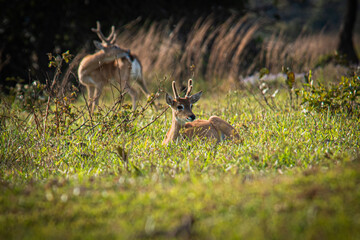 Pampas deer in the Nhecolândia Pantanal, Brazil