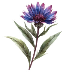 Centaurea Flower, watercolor vector, isolated on a white background.