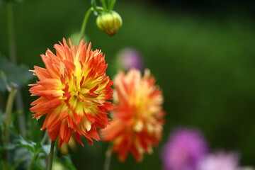 色鮮やかな大輪