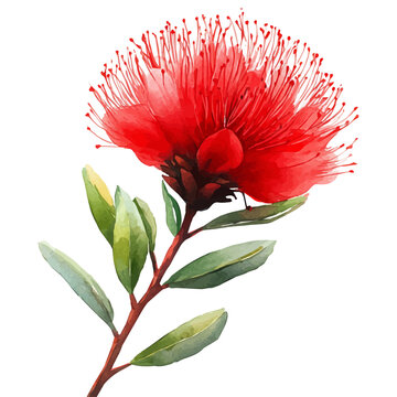 watercolor vector of Calliandra Flower, isolated on a white background.