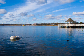 Miłość łabędzi na Drwęcy 2025