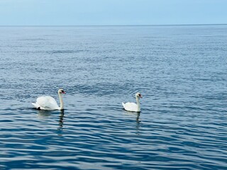 swans on the sea coast