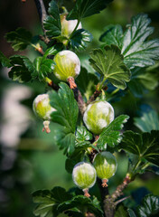 Fototapeta premium A gooseberry bush infected with fungal disease, which creates a white, moldy coating on the fruit and leaves. Perfect for illustrating plant pathology and gardening problems.