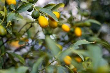 Kumquat tree with fresh kumquats among green leafy branches