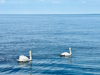 swans on the sea coast