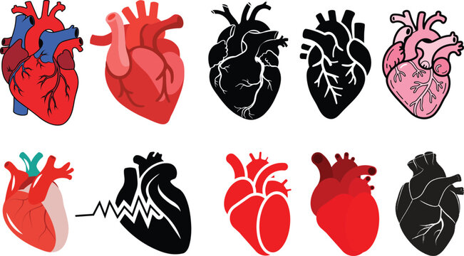 Anatomical heart icon set.Human anatomy internal organ set with brain lung intestine heart kidney liver and stomatch.Healthy Cardiovascular Organ Symbol Collection on White Background and red.