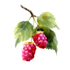 Mulberry, watercolor painting, vector illustration, isolated on a white background.