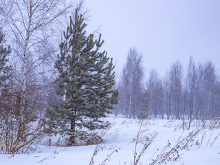 Snow covered forest with a lone tree in the middle
