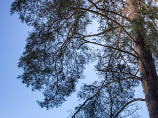 Tree with a dark trunk and branches reaching up to the sky
