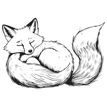 キツネのスケッチ」の写真素材 | 56,487件の無料イラスト画像 | Adobe