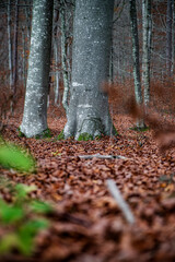 Autumn forest colorful view