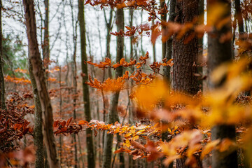 Autumn forest colorful view