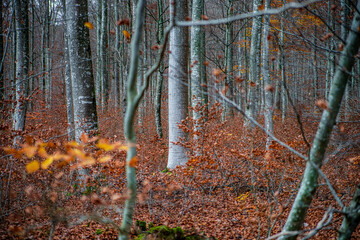 Autumn forest colorful view