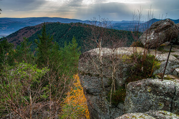 Autumn forest colorful view