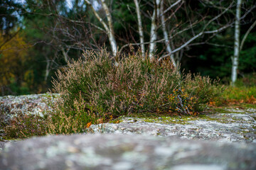 Autumn forest colorful view
