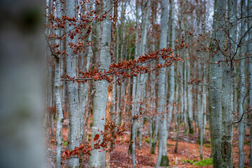 Autumn forest colorful view