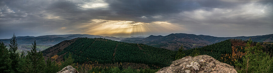 Autumn forest colorful view