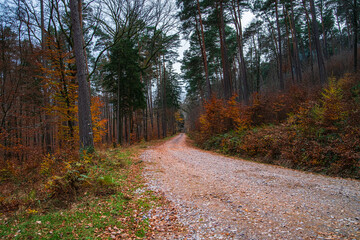 Autumn forest colorful view