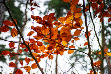 Autumn forest colorful view