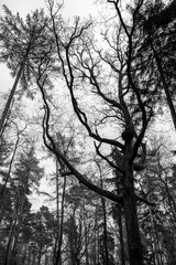 Autumn forest colorful view