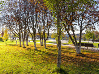 Park with a row of trees and a bench