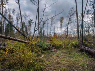 Forest with a lot of dead trees and a few logs