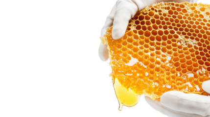 Fresh Honeycomb Held by Gloved Hands