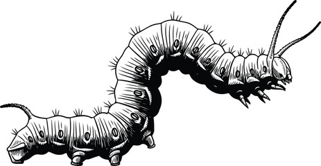 Detailed black and white illustration of a crawling caterpillar close up view.