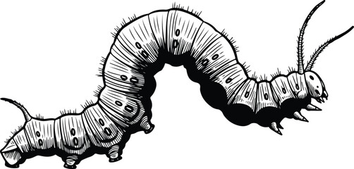 Detailed black and white illustration of a caterpillar crawling on a surface 1.