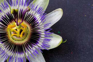 Passion flower (Passiflora caerulea) leaf in a tropical garden. Beautiful passion fruit flower or Passiflora (Passifloraceae).