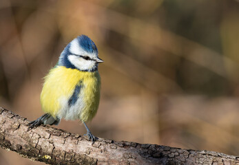 Eurasian blue tit, Cyanistes caeruleus. A bird sits on a branch, the wind ruffles its feathers