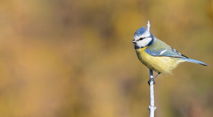 Eurasian blue tit, Cyanistes caeruleus. A bird sits on a branch, flat background, place for text