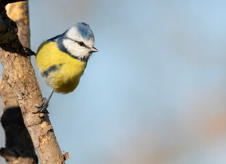 Eurasian blue tit, Cyanistes caeruleus. A bird sits on a branch against the sky