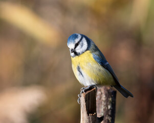 Eurasian blue tit, Cyanistes caeruleus. A bird is sitting on a stump