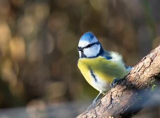 Eurasian blue tit, Cyanistes caeruleus. A bird sits on a branch, beautiful background