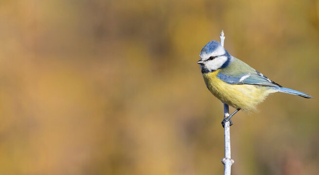 Eurasian blue tit, Cyanistes caeruleus. A bird sits on a branch, flat background, place for text