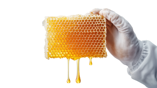 Honeycomb dripping honey held by gloved hand
