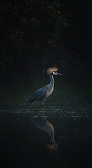 Majestic crane bird standing still in a dark, atmospheric swamp at twilight, creating a strong, mysterious silhouette against the water ,reflection ,outdoors ,desolate