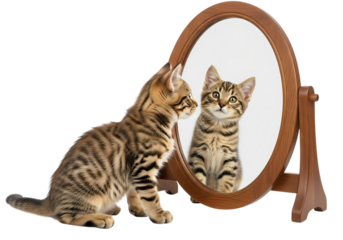 Cute tabby kitten admiring self in vanity mirror