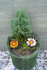 Juniper and gazania in a tall pot. A prickly juniper bush and pink and yellow gazania flowers grow together in a decorative painted concrete pot. Vertical, minimalist photo. Close-up. High angle.