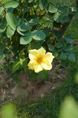 A yellow rose flower, top view. A close-up of a blooming rosehip with orange pistils and stamens in the garden, against a backdrop of healthy green leaves and soil. Vertical image. Natural background.
