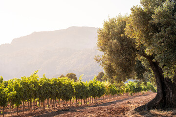 Soft light over a vineyard landscape shaped by terroir and agriculture in rural Catalonia, Spain, where Terra Alta viticulture and winegrowing enhance commercial visual impact